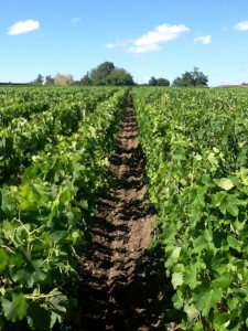 Vigne Château Julia Pauillac