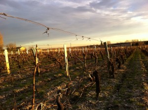 Vigne Château Julia St Laurent-Médoc Hiver